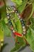 Blood Stone Wrist Mala/Bracelet for Meditation GMS-09