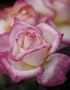 California Dreamin' (Rosa Hybrid Tea) - Bare Root Rose