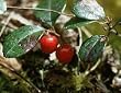 wintergreen flavor extract