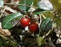 wintergreen essential oil