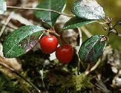 wintergreen essential oil - 1 fl oz