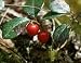 wintergreen essential oil