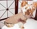 Risotto Chocolate Aspen Hand Knit Dog Sweater (Small)