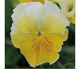 パンジービオラフリル咲きパンジーフリズルシズル「レモネード」1０株セット