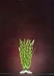 JW Pet Company Vallisneria 8 in Medium Aquarium Plant