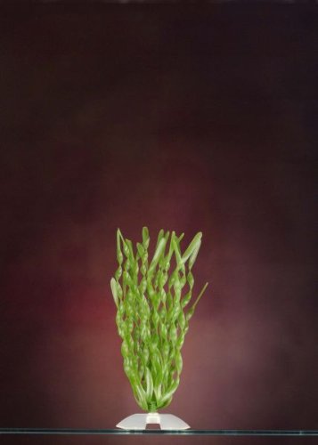 JW Pet Company Vallisneria 8 in Medium Aquarium Plant