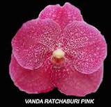 Vanda Ratchaburi Pink 1609H