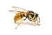 Close-up of a Wasp Isolated on White - 36W x 24H - Peel and Stick Wall Decal by Wallmonkeys