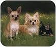 Chihuahua In Path Dog Puppy Mouse Pad MousePad