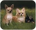 Chihuahua In Path Dog Puppy Mouse Pad MousePad