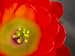 Close View of a Claret Cup Cactus Flower Photographic Poster Print by Raul Touzon, 12x16