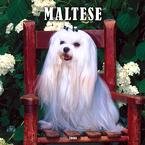 Maltese 2008 Wall Calendar - Dog Calendars