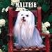   - Maltese 2008 Wall Calendar - Dog Calendars