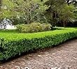 Winter Gem Japanese Boxwood One Gallon