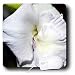 WhiteOak Photography Floral Prints - Gladiola0037 A Beautiful Gladiola - Mouse Pads