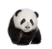 Wallmonkeys Peel and Stick Wall Decals - Giant Panda (4 Months) - Ailuropoda Melanoleuca - Removable Graphic