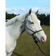 Rope Halter with Lead Average Brown / Tn - Part #: RHL AV BRTN