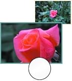 Sunpak 55mm Close-Up Set (+1 +2 +4 Diopters)