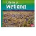 Life in a Wetland (Pebble Plus: Living in a Biome)