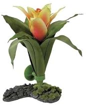 GUZMANIA BROMELIAD PLANT 8"