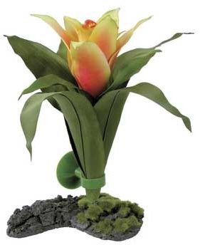 GUZMANIA BROMELIAD PLANT 8"