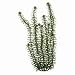 AMBULIA AQUARIUM PLANT, Color: GREEN; Size: 9 INCHES (Catalog Category: Aquatics:DECORATIONS)