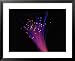 Close-up of Fiber Optic Cable Framed Art Poster Print by Tim Lynch, 31x25