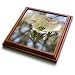 Focus on a Dogwood Flower- Flowering Trees- Flowers - 8x8 Trivet With 6x6 Ceramic Tile