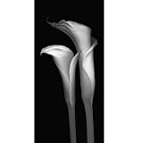 Two Piece Calla Lily I and II Canvas Wall Art Set - 24