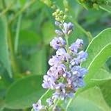 French Grass (Psoralea onobrychis) - Jumbo Wildflower Seed Packet