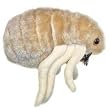 GIANT Microbes - Flea (Ctenocephalides felis) Plush Toy