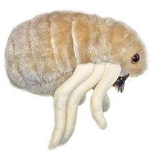 GIANT Microbes - Flea (Ctenocephalides felis) Plush Toy
