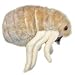 GIANT Microbes - Flea (Ctenocephalides felis) Plush Toy