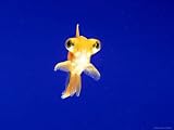 Goldfish with Bulging Eyes Photographic Poster Print, 24x18