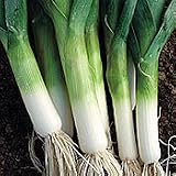 Organic Poncho Leek - 340 Seeds
