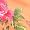 Light Orange Floral