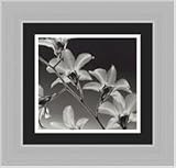 Orchid Denrobium by Steven N. Meyers Framed Art