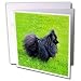   - Dogs Pomeranian - Black Pomeranian - Greeting Cards-12 Greeting Cards with envelopes