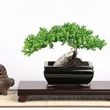 LOUSBONSAINURSERY TRAINED MEDIUM JUNIPER BONSAI TREE