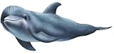 Walls of the Wild Dolphin 2