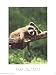 Hang in There by Robert Cushman Hayes Fine Art Print / Poster 18.00 x 24.00 in.