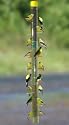S & K 36-inch Tube Expandable Rainbow Finch Feeder