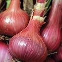 Organic Ed's Red Shallot 150 Seeds
