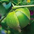 Organic Verde Tomatillo 50 Seeds - Heirloom