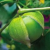 Organic Verde Tomatillo 50 Seeds - Heirloom