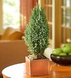 Cypress Tree in Copper Cube