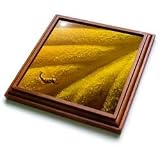 VWPics Abstract - Abstract detail of Fall hosta leaf - Trivets