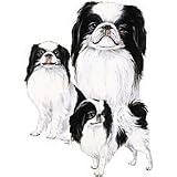 Japanese Chin Womens Scoop Neck T-Shirt