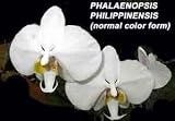 Phalaenopsis philippinensis var leucorrhoda