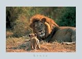 Presentation Animals Art Poster Print by Anup & Manoj Shah, 28x20
